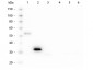 Anti-Human IgG F(c)  Secondary Antibody
